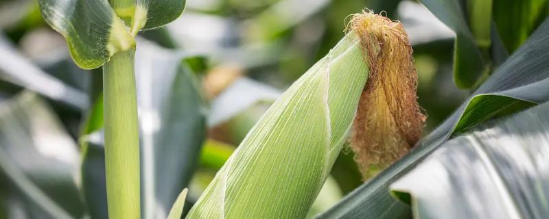 丰茂99玉米种子简介