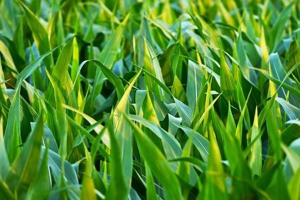 A1568玉米种子特征特性，适宜播期4月下旬至5月上旬