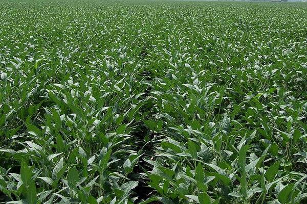 晋黑1号大豆种子介绍，适宜播期4月下旬至5月上旬