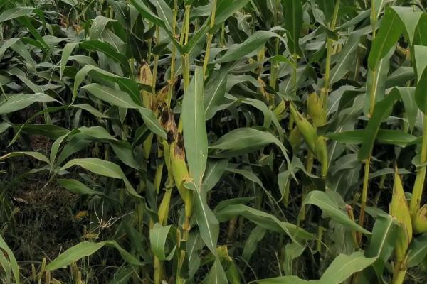 宇丰99玉米种子特征特性，出苗至成熟126天左右