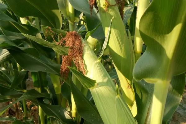 宇丰99玉米种子特征特性，出苗至成熟126天左右