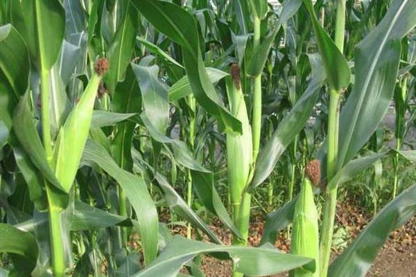 宇丰99玉米种子特征特性，出苗至成熟126天左右