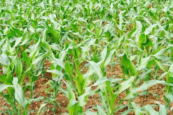 BM419玉米种子特征特性，分两次防治螟虫