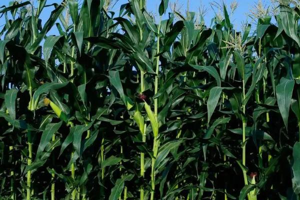 蠡单62玉米种子简介，该品种植株为半紧凑