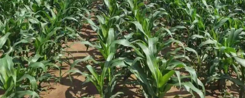 晟单822玉米品种简介