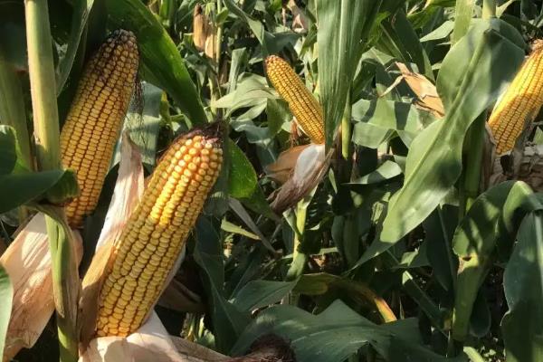 晟单822玉米品种简介，注意防治玉米螟