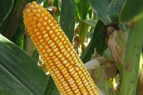 GD1907玉米种子特征特性，出苗至成熟110天左右