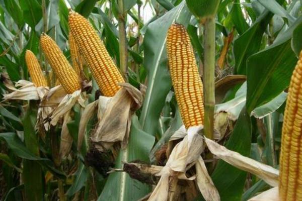 DF617玉米品种的特性，出苗至成熟122天左右