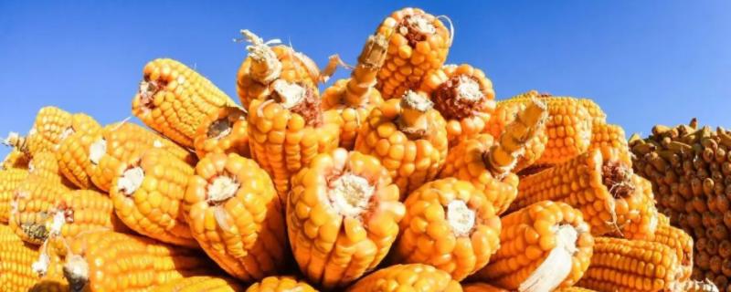 庆禾568玉米品种的特性