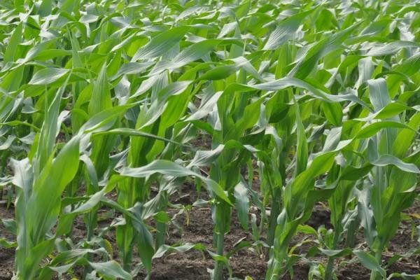 庆禾568玉米品种的特性,出苗至成熟122天左右