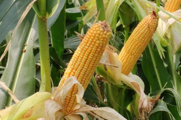 禾平111玉米品种简介，中抗玉米螟（4.3MR）