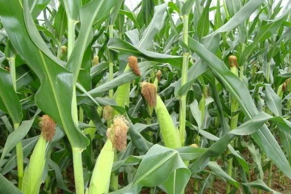 大奥7000玉米品种简介，出苗至成熟126天左右