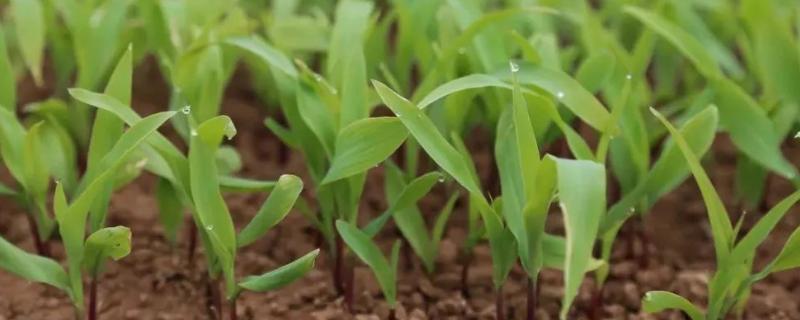 DF5053玉米品种的特性