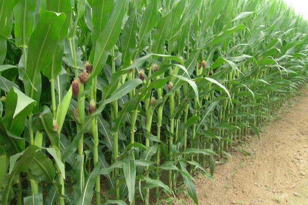 DF5053玉米品种的特性,出苗至成熟122天左右