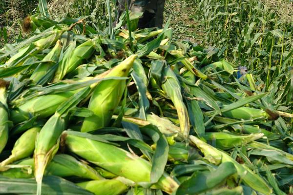 DF5053玉米品种的特性,出苗至成熟122天左右