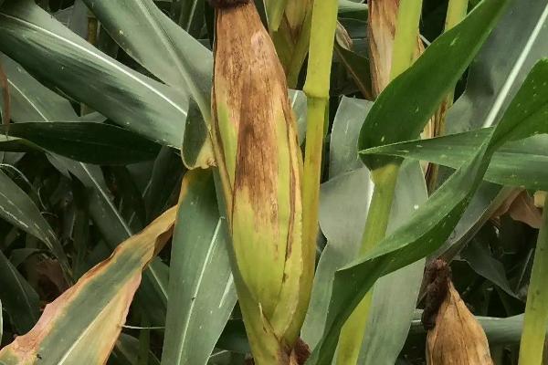 禾平602玉米种子特征特性，出苗至成熟126天左右