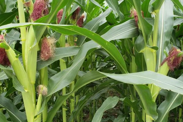 北优866玉米种子特征特性，出苗至成熟116天左右