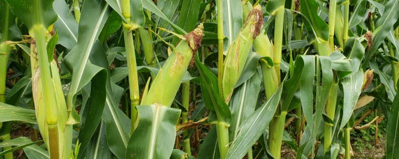 MC801玉米种子简介