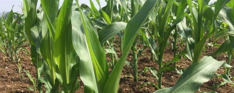 博裕702玉米种简介