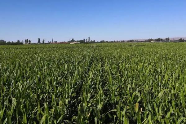 博裕702玉米种简介，出苗至成熟113天左右