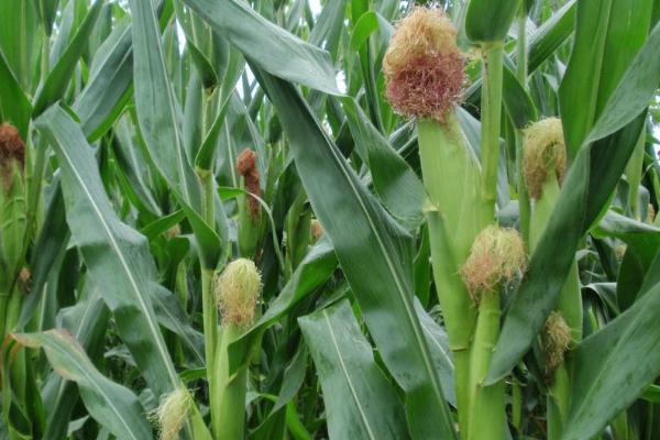 自新2号玉米品种简介，高抗丝黑穗病（0HR）