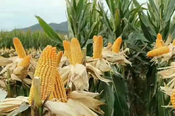 迪卡1811玉米品种的特性，注意防治弯孢叶斑病和茎腐病