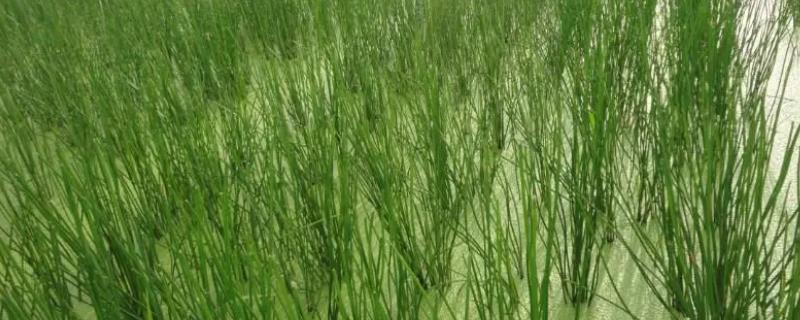 荸荠田里面的杂草怎么防治