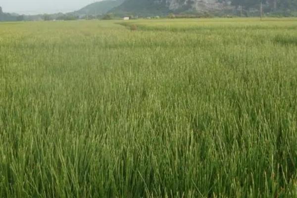 荸荠田里面的杂草怎么防治，移栽后可用丁草胺拌土撒施