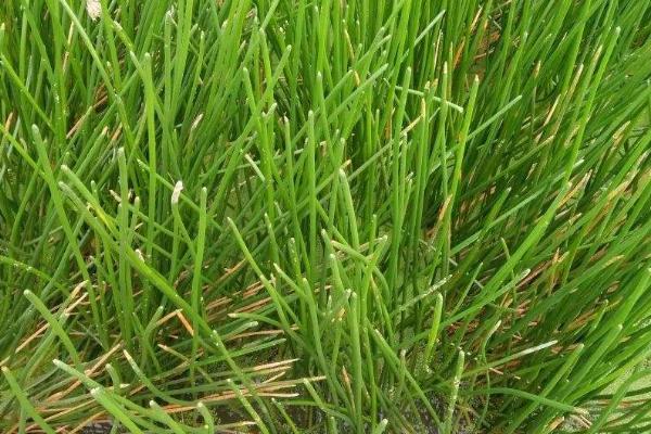 荸荠田里面的杂草怎么防治，移栽后可用丁草胺拌土撒施
