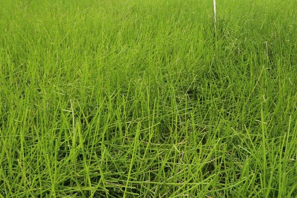 荸荠田里面的杂草怎么防治，移栽后可用丁草胺拌土撒施