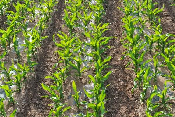 利合819玉米种子特点，中抗弯孢叶斑病（5MR）