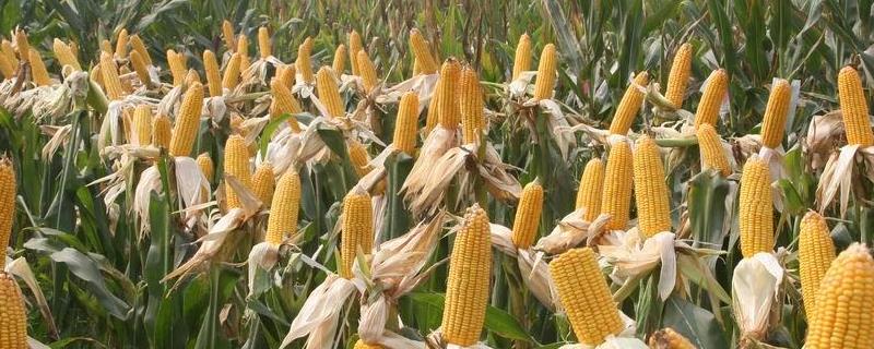 先玉1818玉米品种的特性
