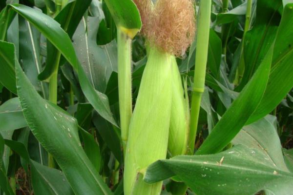 丰玉26玉米种子简介，大喇叭口期防治玉米螟