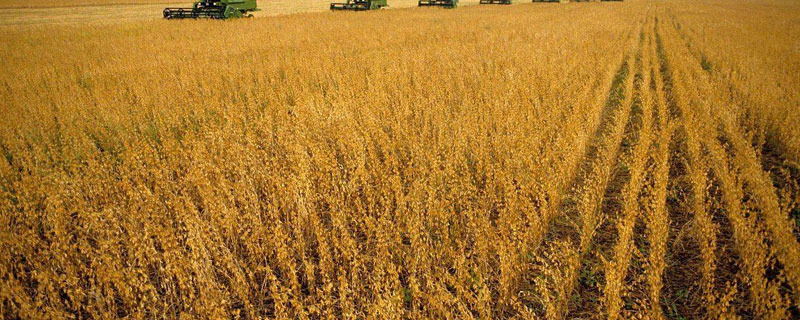 黑龙502大豆种子简介