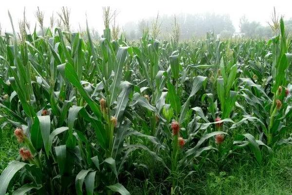 T1902玉米种子介绍，中抗丝黑穗病