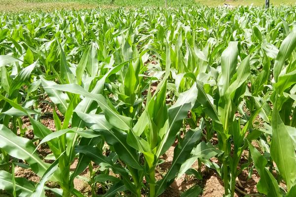 T1902玉米种子介绍，中抗丝黑穗病