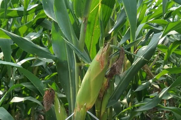 F98玉米品种简介，适宜在肥力中上等的地块种植