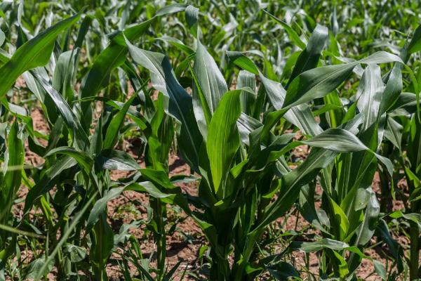 VK518玉米种子特点，密度4000株/亩左右