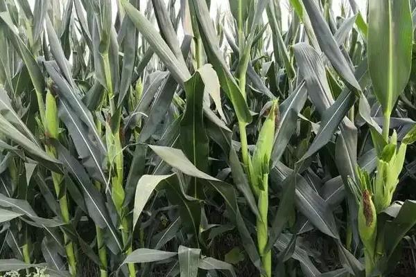 铭青799玉米种子特征特性,密度4000株/亩左右