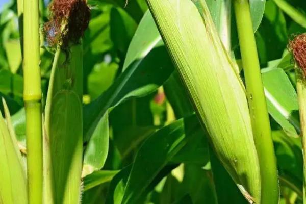 大智173玉米种子简介，适宜在肥力中上等的地块种植