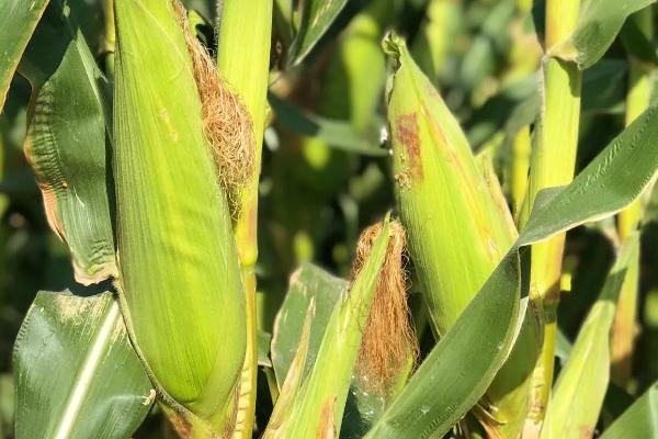 大智173玉米种子简介，适宜在肥力中上等的地块种植