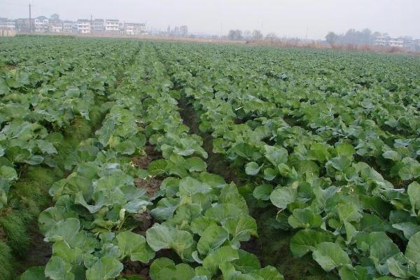 如何避免油菜受冻，入冬前喷施多效唑可增强抗冻能力