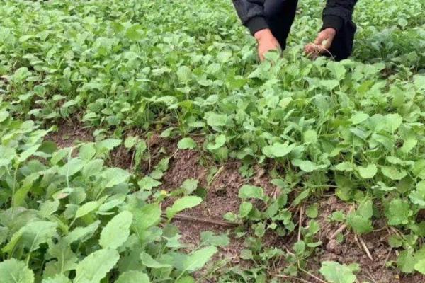 如何避免油菜受冻，入冬前喷施多效唑可增强抗冻能力