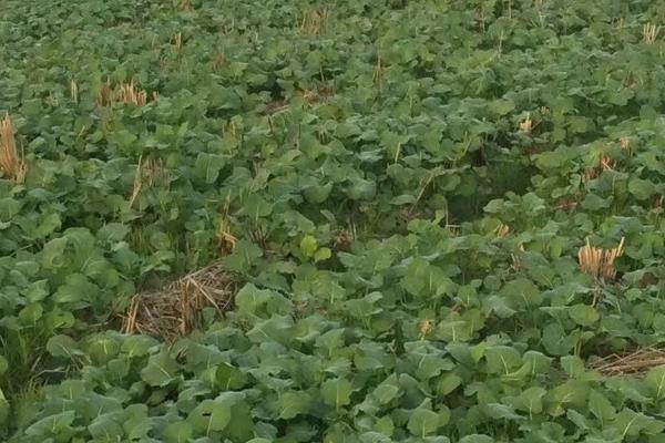 如何避免油菜受冻，入冬前喷施多效唑可增强抗冻能力
