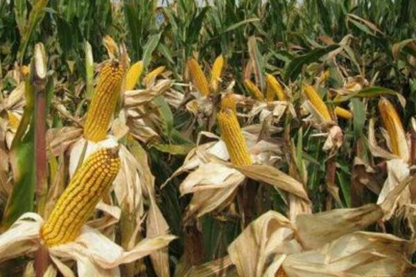 HX006玉米品种简介，春播出苗至成熟129天