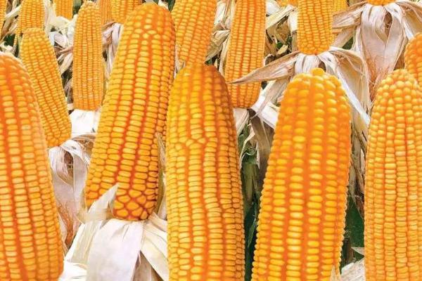 润糯622玉米品种简介，注重水肥管理及病虫害防治