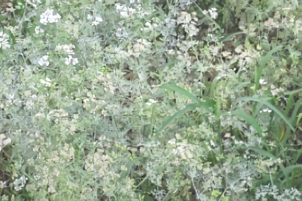 香菜白粉病的症状，主要为害叶片、茎和花轴