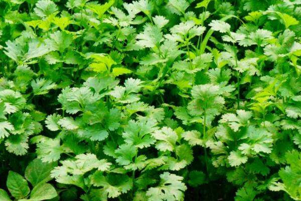 香菜白粉病的症状，主要为害叶片、茎和花轴