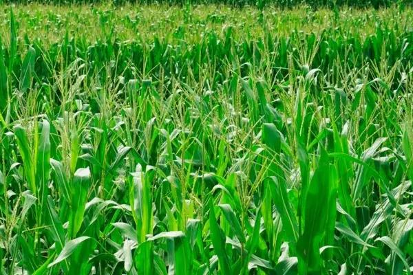 万糯2019玉米种子介绍，播种时采用等行距60厘米