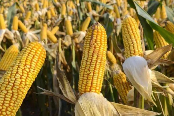 乾润988玉米品种简介，中抗茎腐病